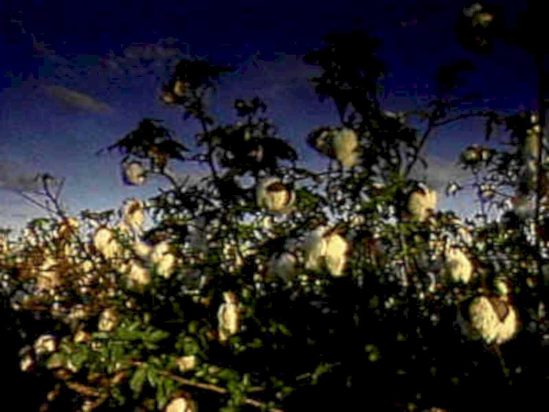 cotton evening plants1980s 1990s A4 Photo Print
