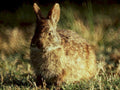 cottontail rabbit golden1980s 1990s A4 Photo Print