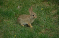cottontail rabbit wildflowers Vintage A4 Photo Print