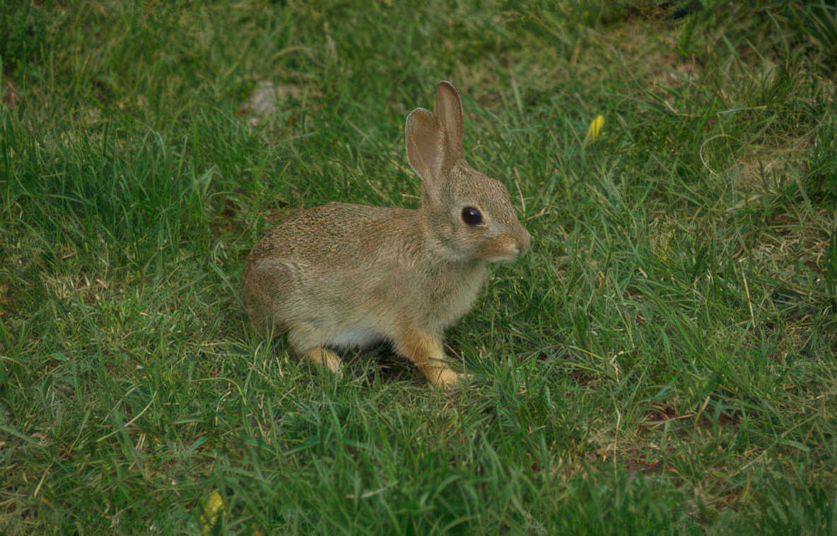 cottontail rabbit wildflowers Vintage A4 Photo Print