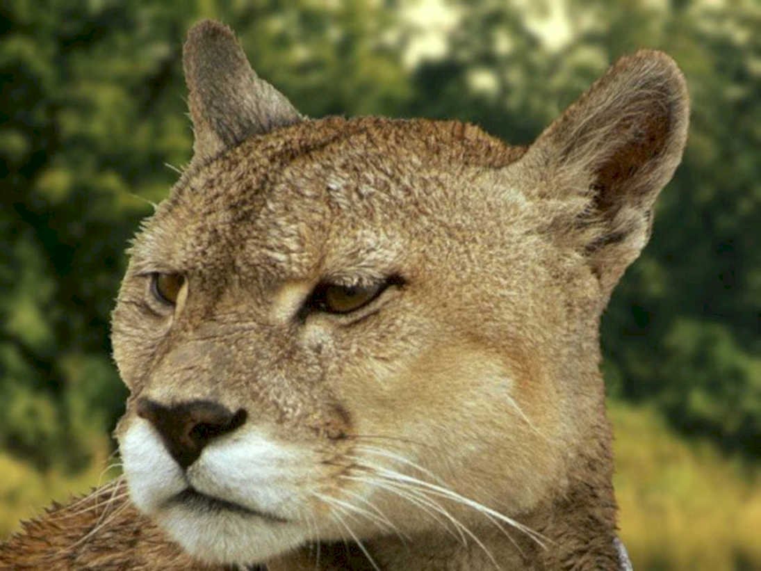 cougar headshot yellowstone1980s 1990s A4 Photo Print