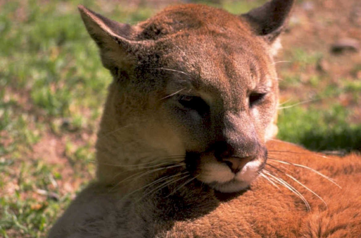 cougar portrait sunlight 1980s 1990s A4 Photo Print