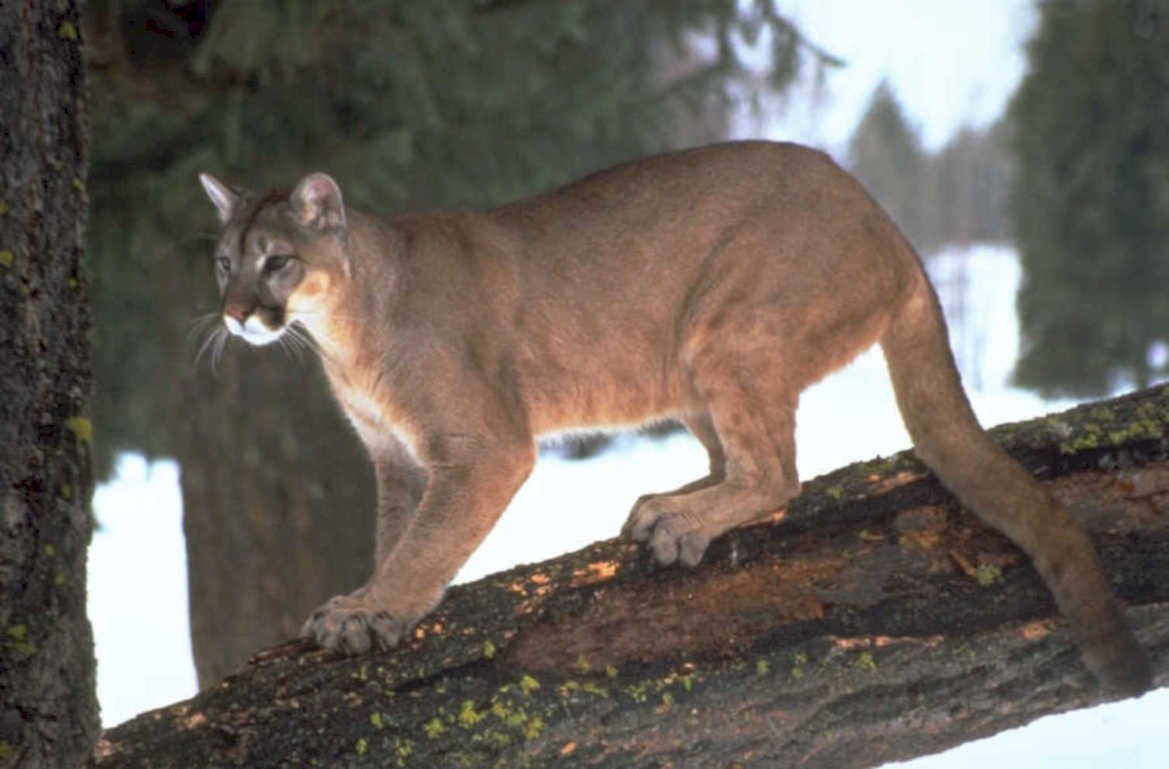 cougar winter forest 1980s 1990s A4 Photo Print