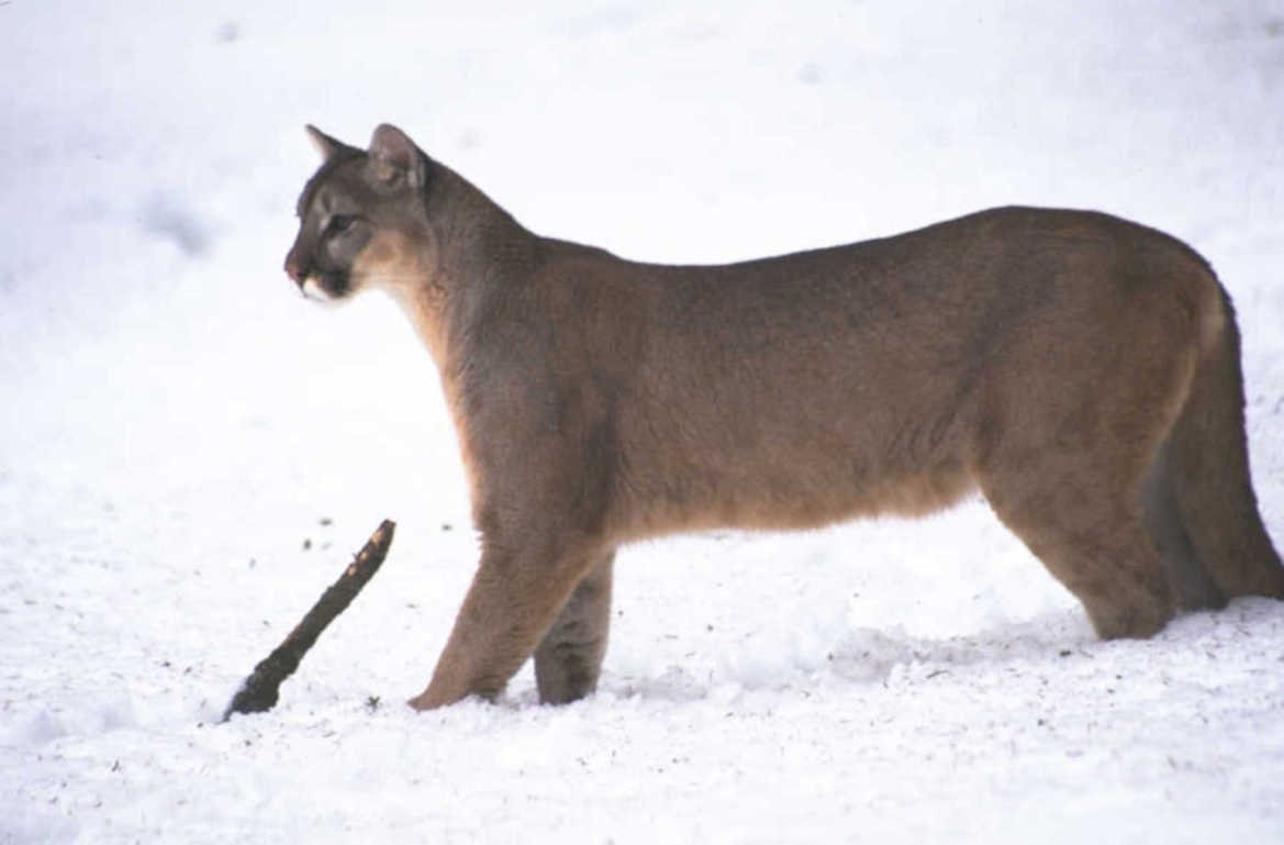 cougar winter snow 1980s 1990s A4 Photo Print