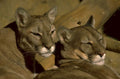 cougars resting together 1980s 1990s A4 Photo Print