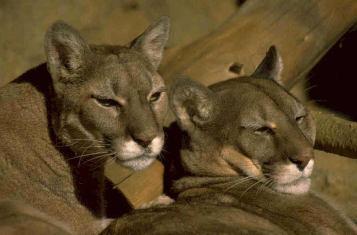 cougars resting together 1980s 1990s A4 Photo Print
