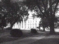 courthouse columns trees1980s 1990s A4 Photo Print