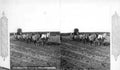 covered wagons plains Vintage world war A4 Photo Print