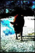 cow snowfield farm Vintage A4 Photo Print