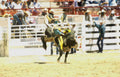 cowboy bull cheyenne Vintage A4 Photo Print