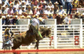 cowboy bull rider Vintage A4 Photo Print