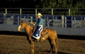 cowboy horse rodeo Vintage A4 Photo Print