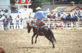 cowboy rodeo action Vintage A4 Photo Print