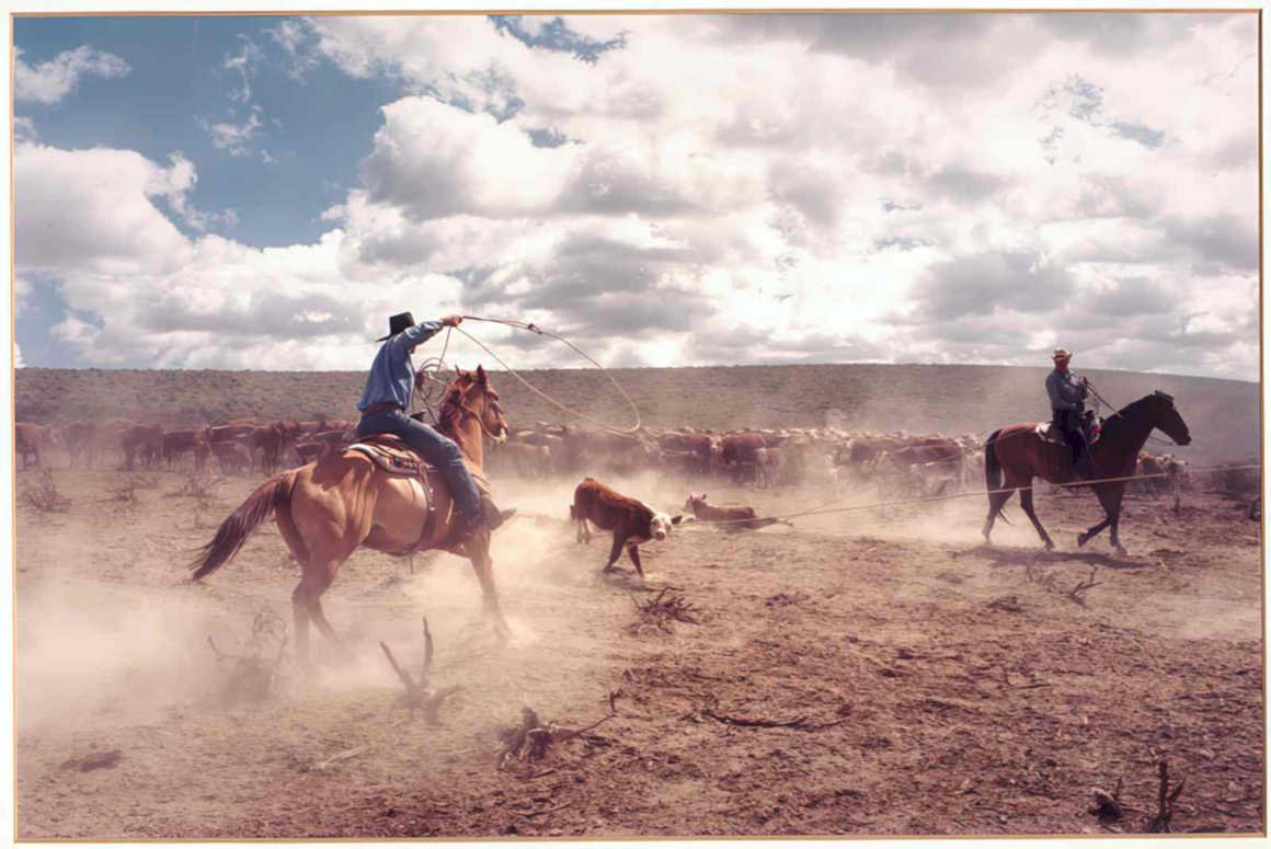 cowboy rodeo cattle Vintage world war A4 Photo Print