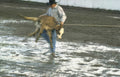 cowboy roping calf Vintage A4 Photo Print