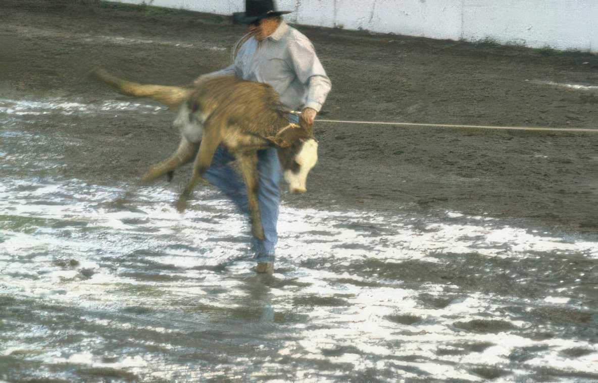 cowboy roping calf Vintage A4 Photo Print