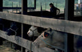 cows barn hay Vintage A4 Photo Print