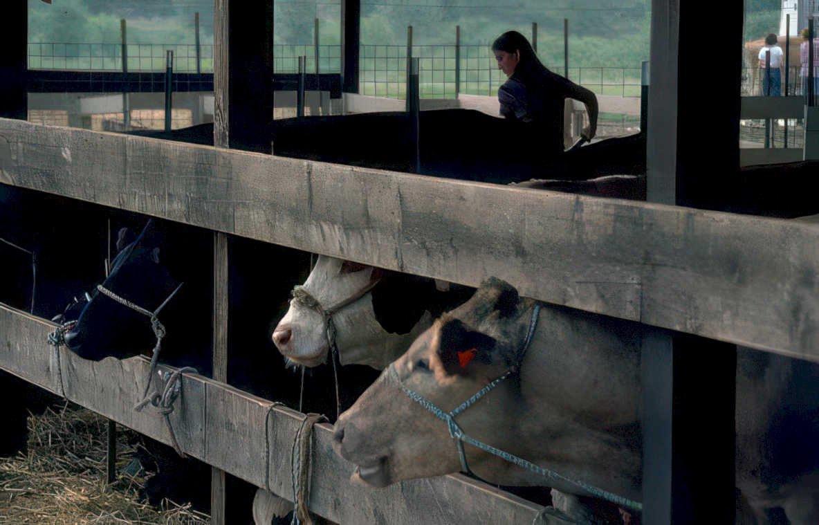 cows barn hay Vintage A4 Photo Print
