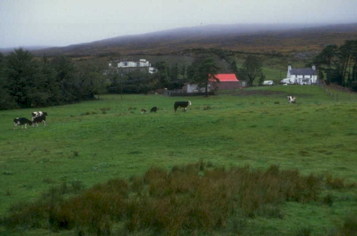 cows field scotland 1980s 1990s A4 Photo Print