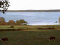 cows lake autumn1980s 1990s A4 Photo Print