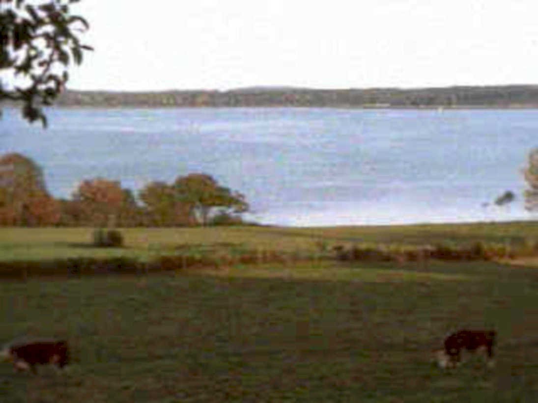cows lake autumn1980s 1990s A4 Photo Print