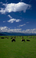 cows meadow mountains 1980s 1990s A4 Photo Print