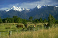cows mountains nz 1980s 1990s A4 Photo Print