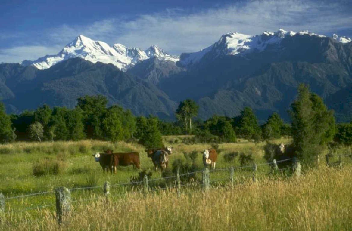 cows mountains nz 1980s 1990s A4 Photo Print