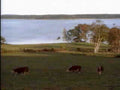 cows pasture lake1980s 1990s A4 Photo Print