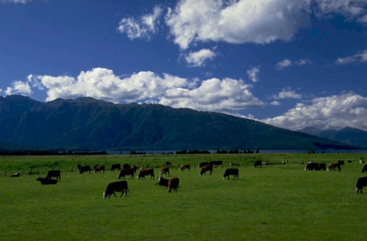 cows pasture mountains 1980s 1990s A4 Photo Print