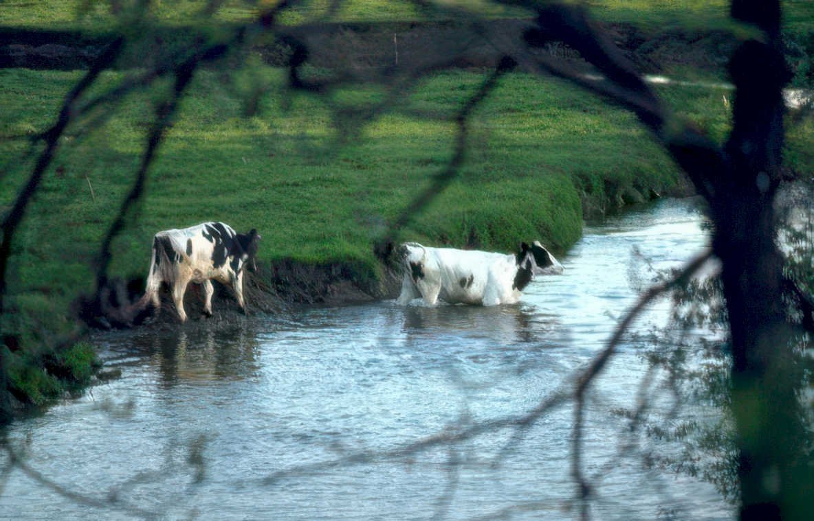 cows stream riverbank Vintage A4 Photo Print