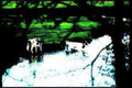 cows water reflection Vintage A4 Photo Print