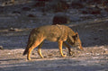 coyote riverbank movement 1980s 1990s A4 Photo Print