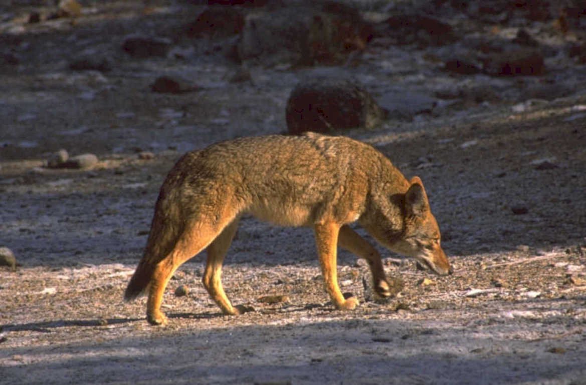 coyote riverbank movement 1980s 1990s A4 Photo Print