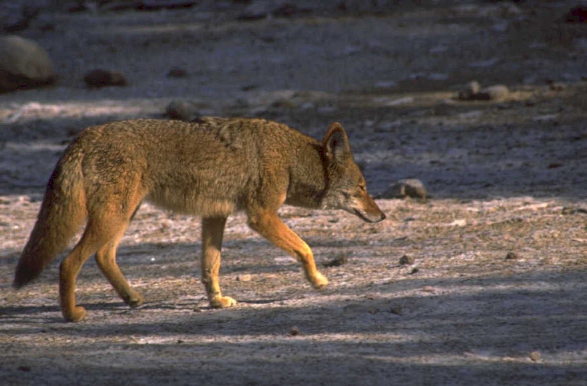 coyote snow river 1980s 1990s A4 Photo Print