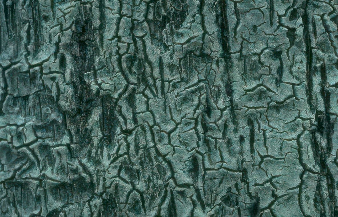 cracked tree bark Vintage A4 Photo Print