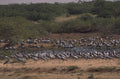 cranes wetland namibia 1980s 1990s A4 Photo Print