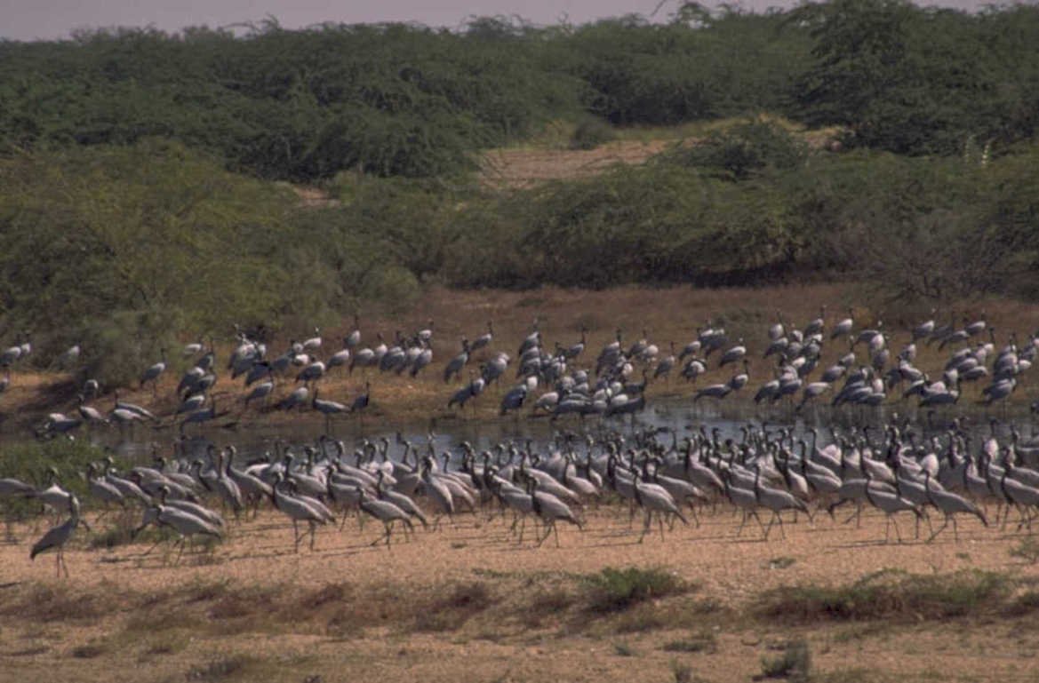 cranes wetland namibia 1980s 1990s A4 Photo Print