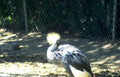 crested crane zoo Vintage A4 Photo Print