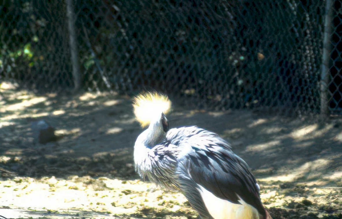 crested crane zoo Vintage A4 Photo Print