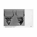 crete knossos bull s head n alikiotis 523 Vintage A4 Photo Print