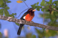 crimson grosbeak branch 1980s 1990s A4 Photo Print