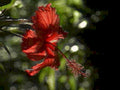 crimson hibiscus flower1980s 1990s A4 Photo Print