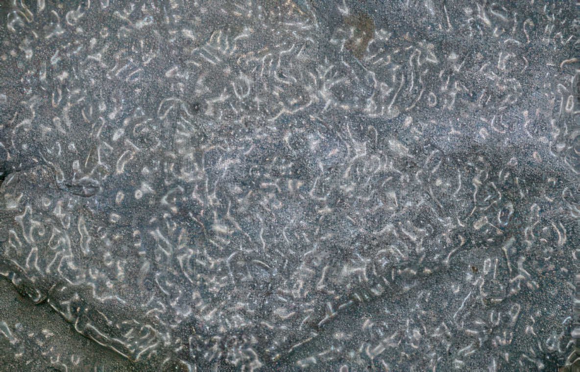 crinoid stems shale Vintage A4 Photo Print