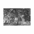 croatia trsteno cannosa oldplane tree erich bahrendt year 1911 Vintage A4 Photo Print
