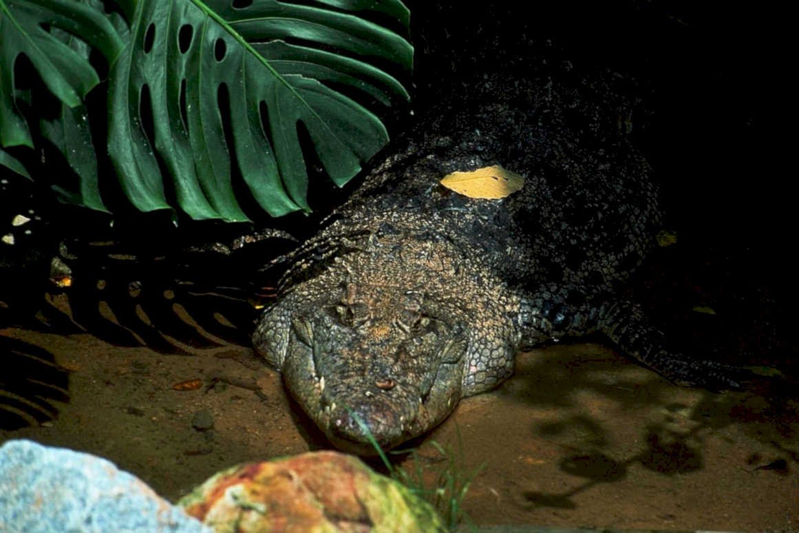 crocodile monstera rocks1980s 1990s A4 Photo Print
