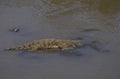 crocodile river rocks 1980s 1990s A4 Photo Print