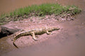 crocodile riverbank texture 1980s 1990s A4 Photo Print