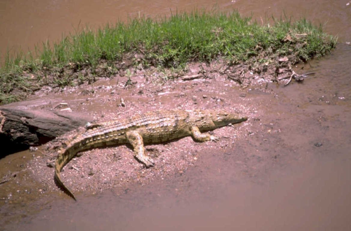 crocodile riverbank texture 1980s 1990s A4 Photo Print