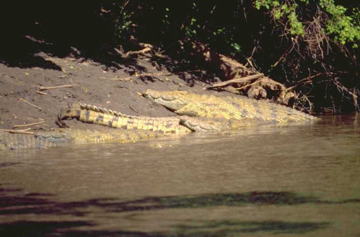crocodile riverbank vegetation 1980s 1990s A4 Photo Print